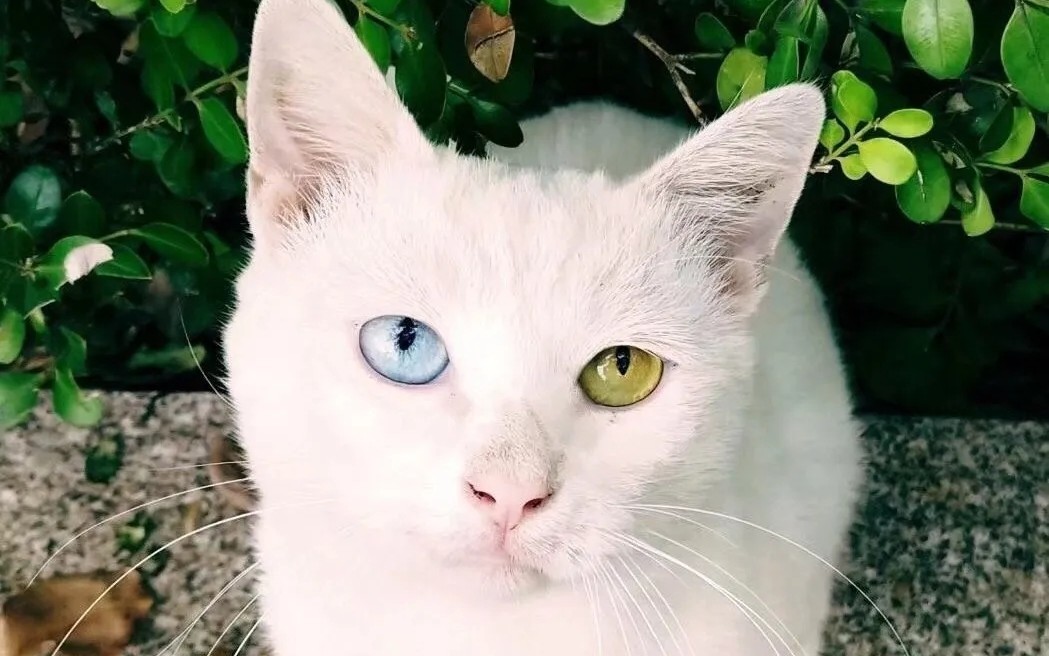 【同济猫咪日常】异瞳白猫太聪明了,快给他发个录取通知书!