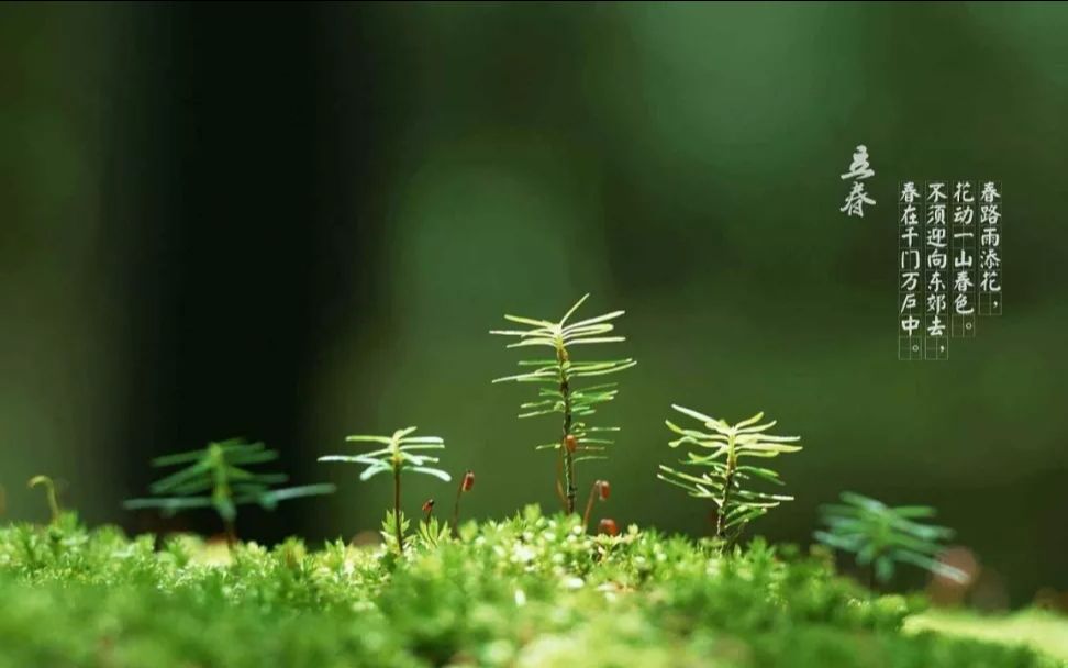 [图]赏一曲《春晓吟》送上最美的祝福