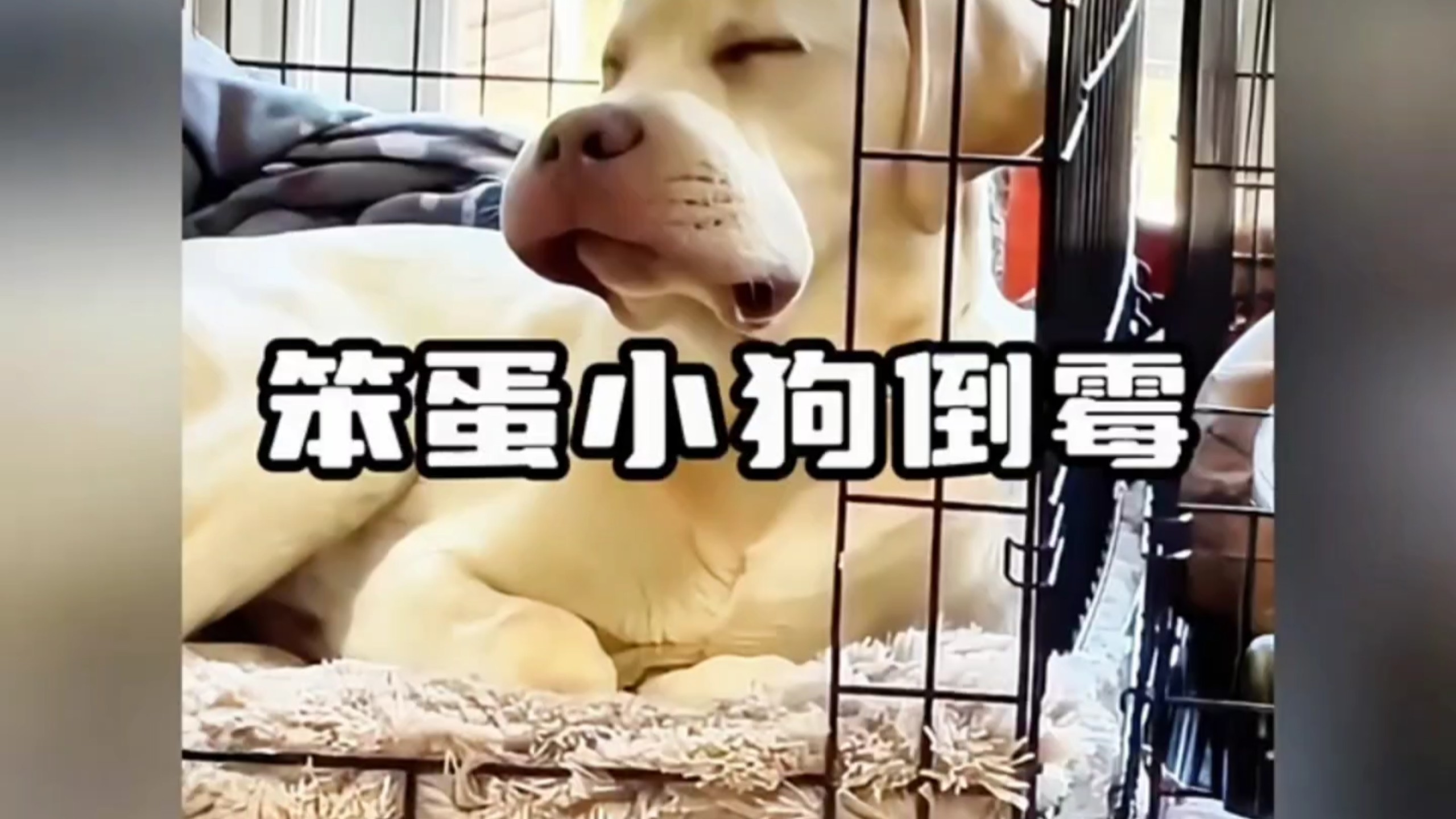 可怜的狗子啊！嘴筒子被蜜蜂蛰肿啦| ू•ૅω•́)ᵎᵎᵎ哈哈哈