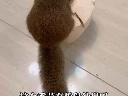 目前季节有黄山松鼠幼崽吗?松鼠压成与松鼠幼崽有啥区别?好养活吗?