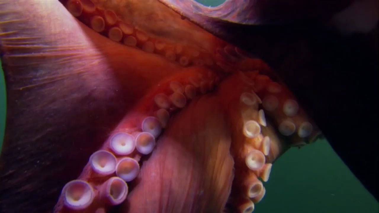 [图]Giant Pacific Octopus - 神奇的动物｜国家地理儿童版