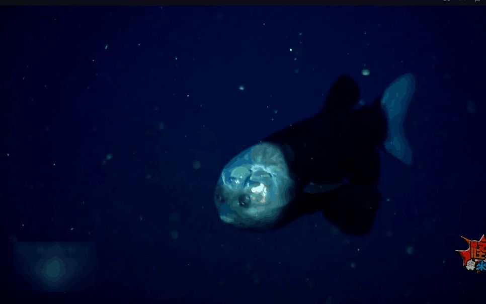 桶眼鱼,深海透明海怪惊呆生物学家!哔哩哔哩bilibili