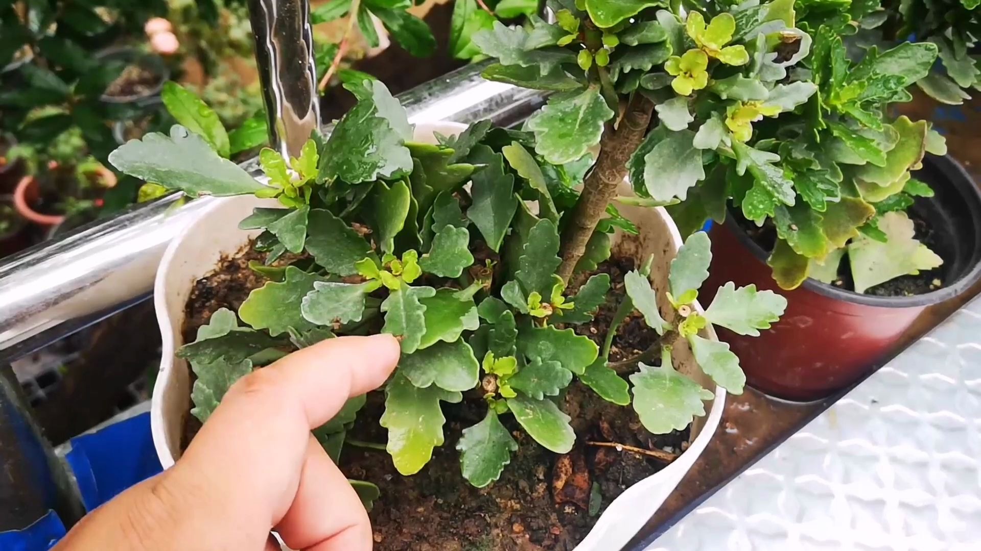 夏天长寿花能不能淋雨?只要这些方面没问题,可以随意摆放