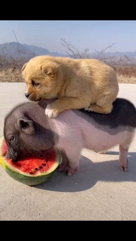 猪和狗一起的照片图片图片