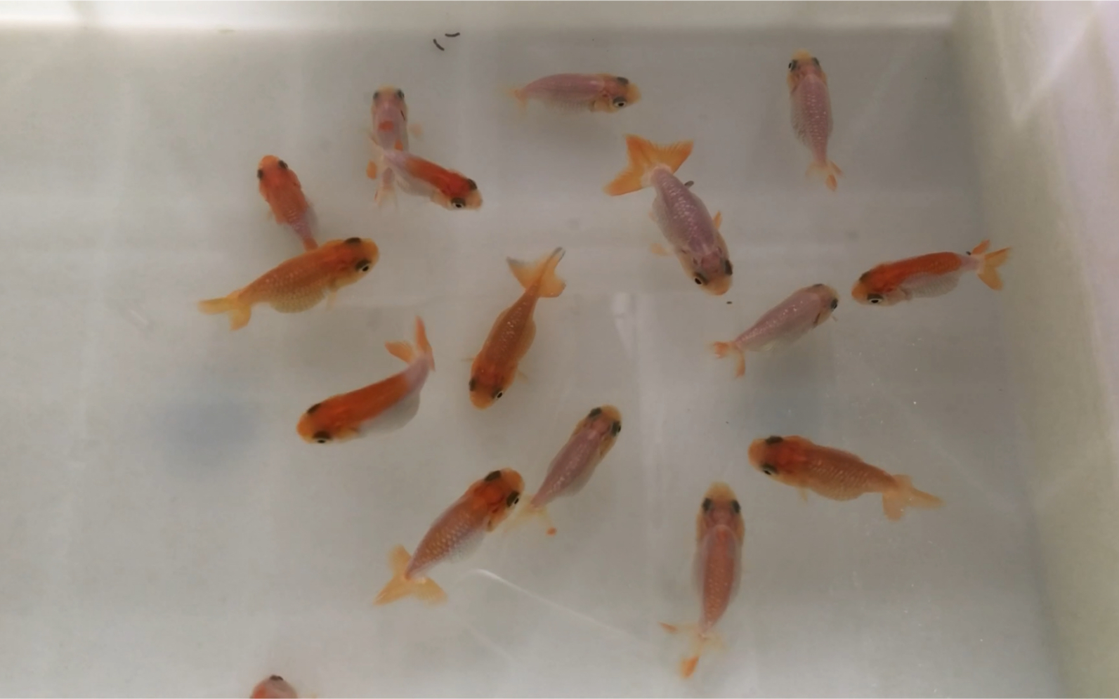 兰寿苗第十二天