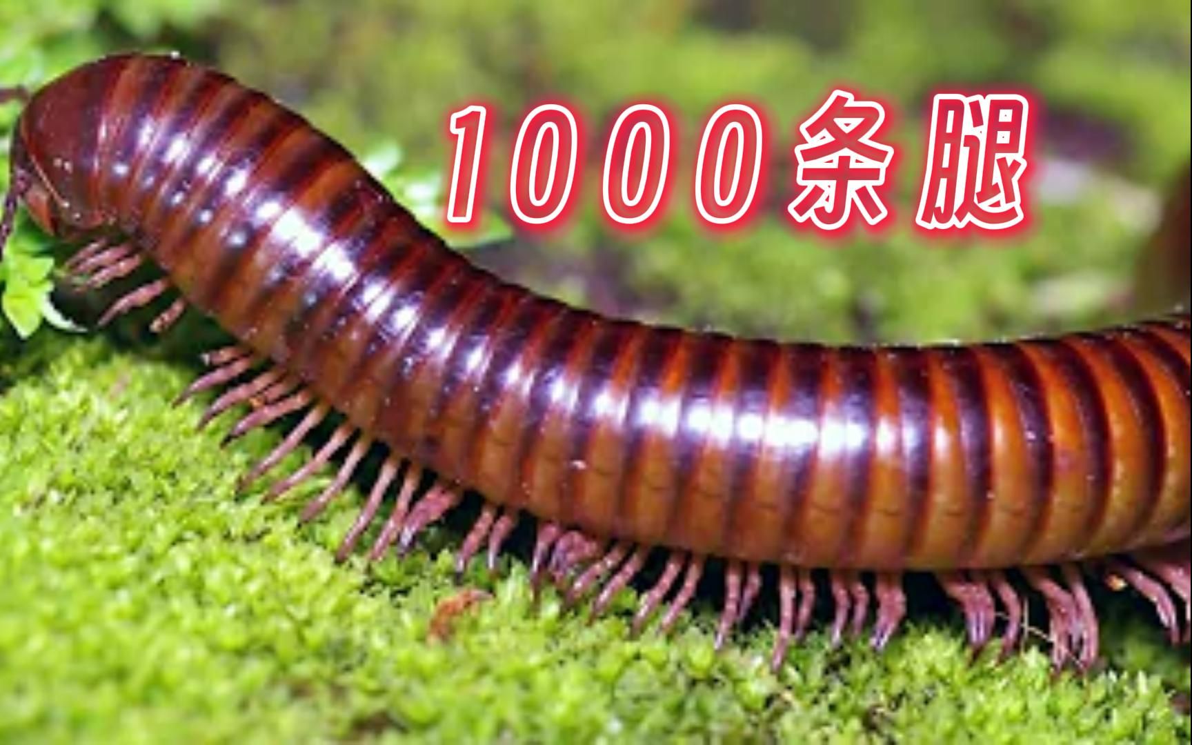 1000多条腿!10种世界上腿最多的生物哔哩哔哩bilibili