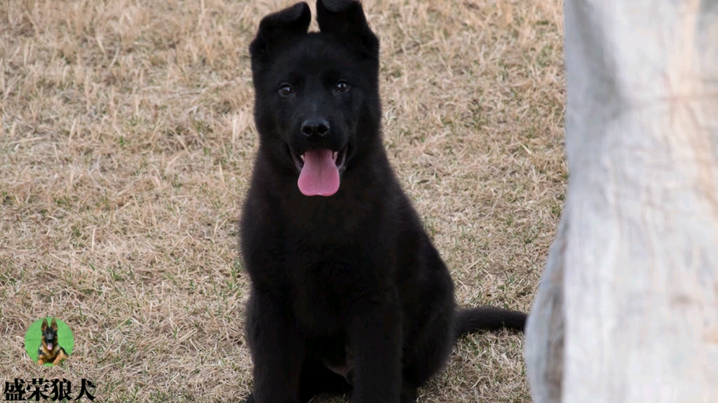 德国狼犬之美 东德牧羊犬幼犬哔哩哔哩bilibili