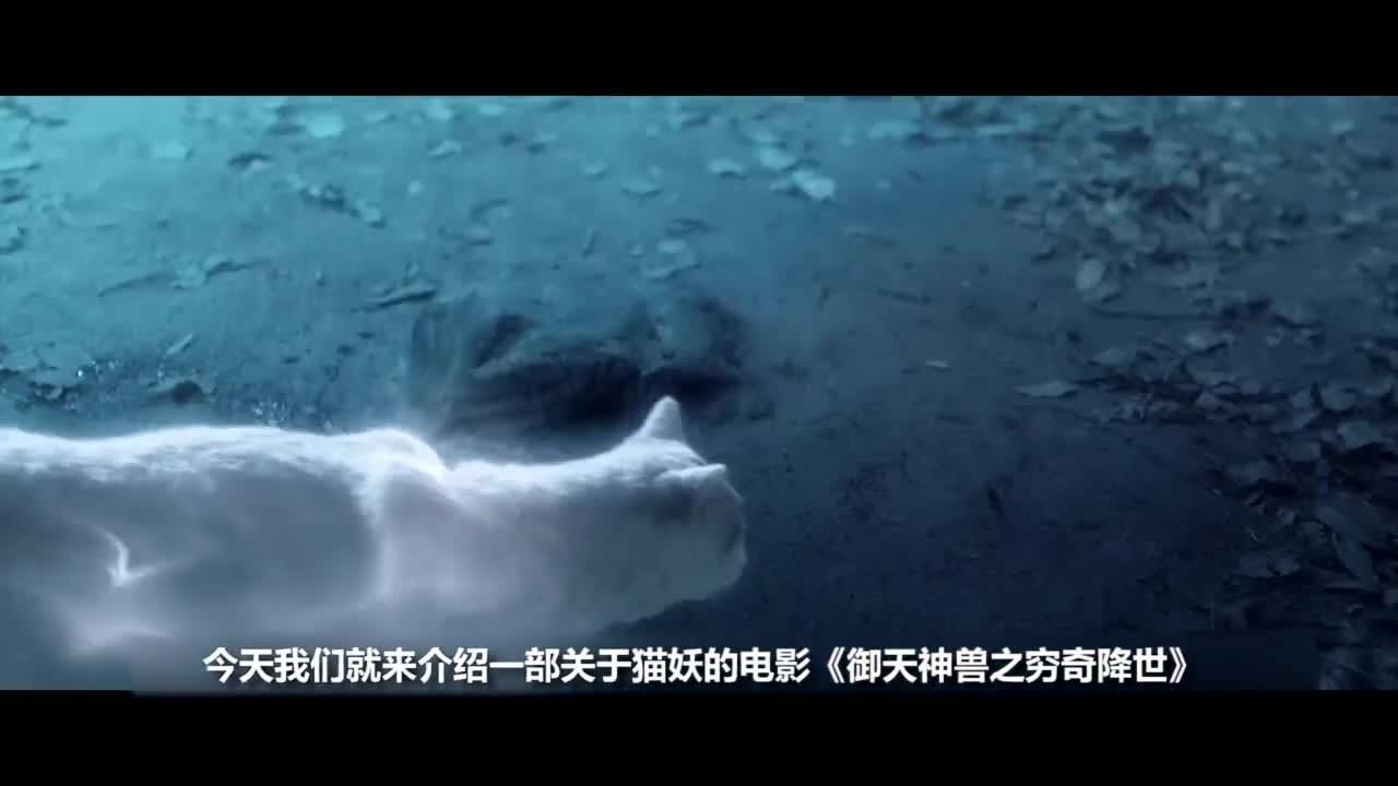 电影:流浪猫遗弃在大街,小伙子捡回家后,变成了一只绝美猫妖哔哩哔哩bilibili