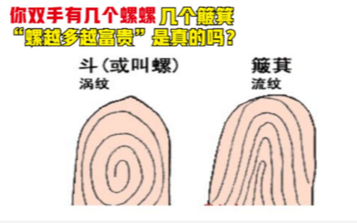 你双手指纹有几个螺螺,几个簸箕?“螺越多越富贵”是真的吗?哔哩哔哩bilibili