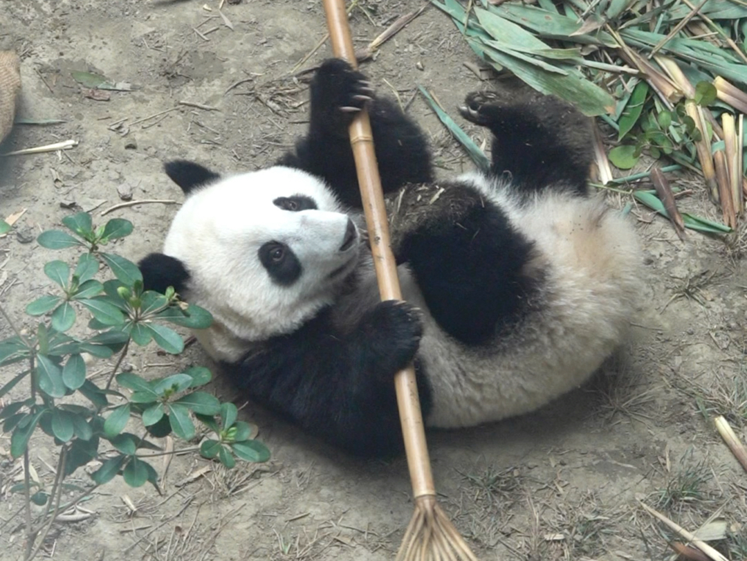 哈哈哈!豆豆抢过竹耙玩起了金箍棒!我们豆豆是个爱劳动的孩纸!哔哩哔哩bilibili