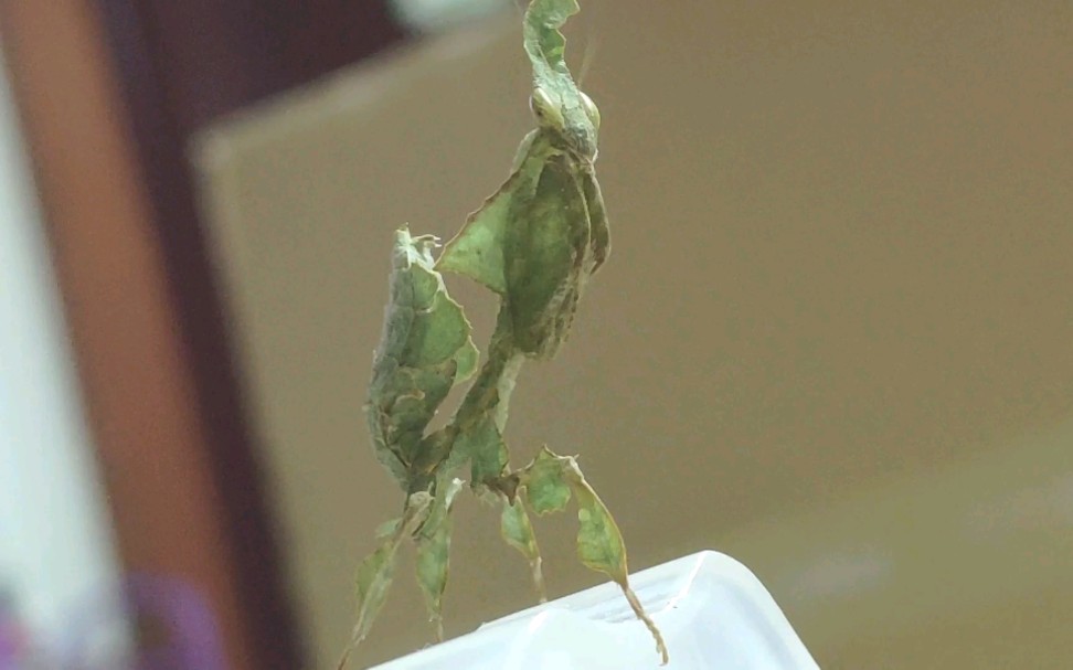 优雅的绿幽灵螳螂