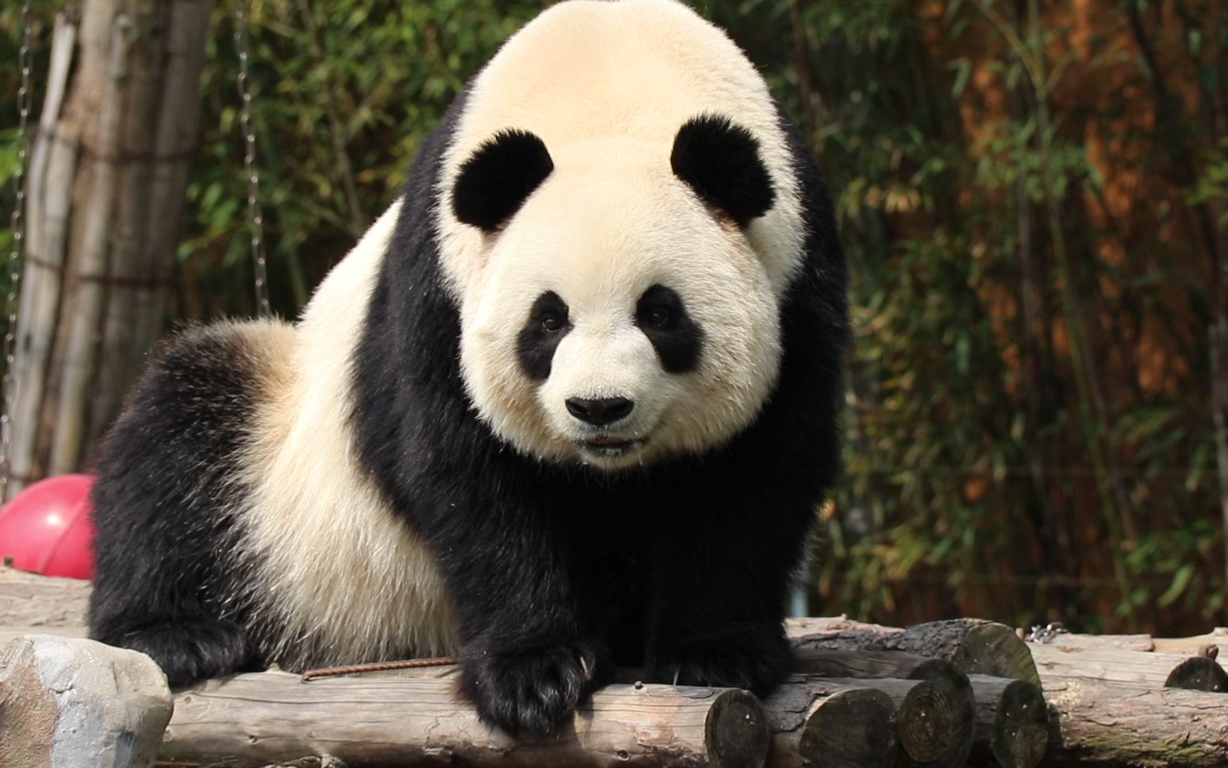 【大熊猫正正】刚睡醒,流着口水,but萌即正义,有颜任性_哔哩哔哩_bili