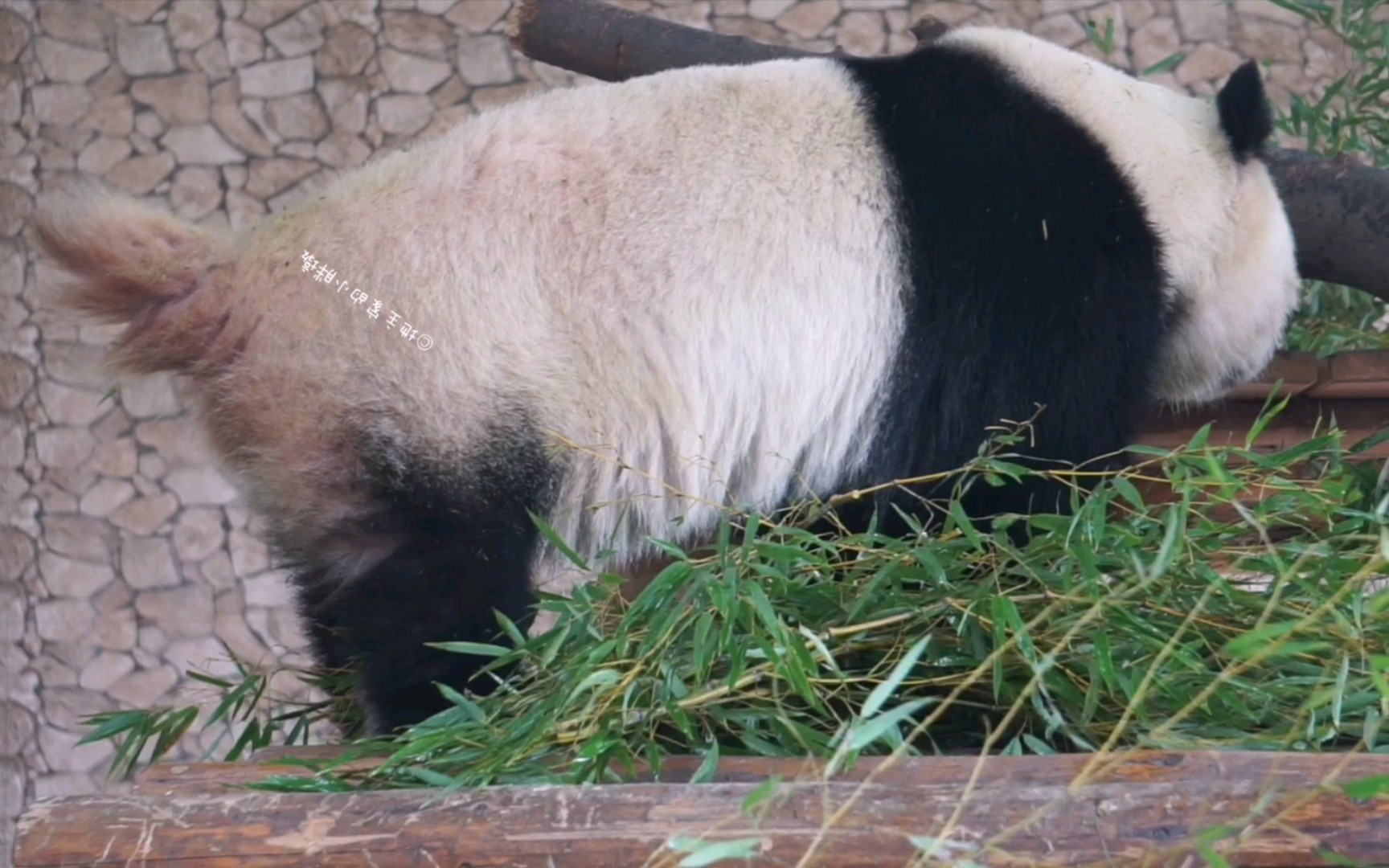 【大熊猫大美】脏脏美产青团现场