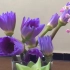 鲜花：今日的开箱网购鲜花始鲁丹鸟和紫色睡莲，一起看看吧！（五）