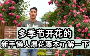 Download Video: 老王的多季节爆花藤本月季推荐——安吉拉