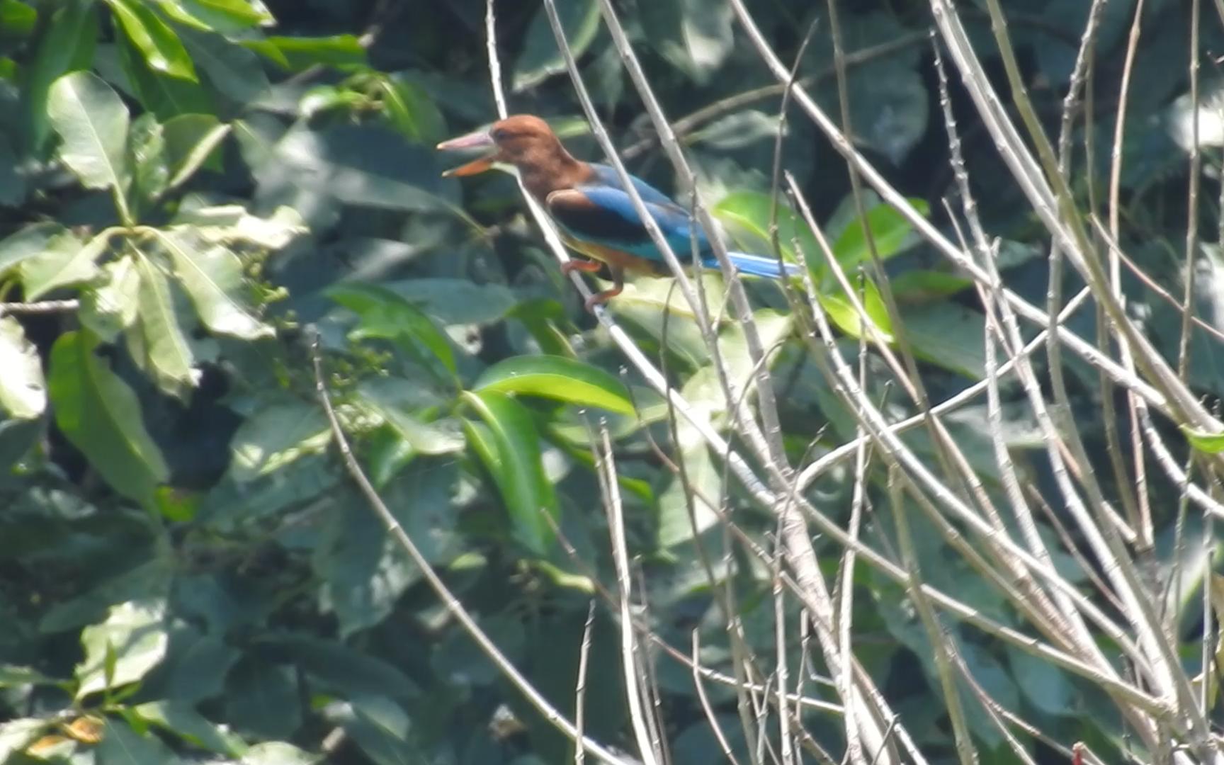 羽毛漂漂亮亮的白胸翡翠