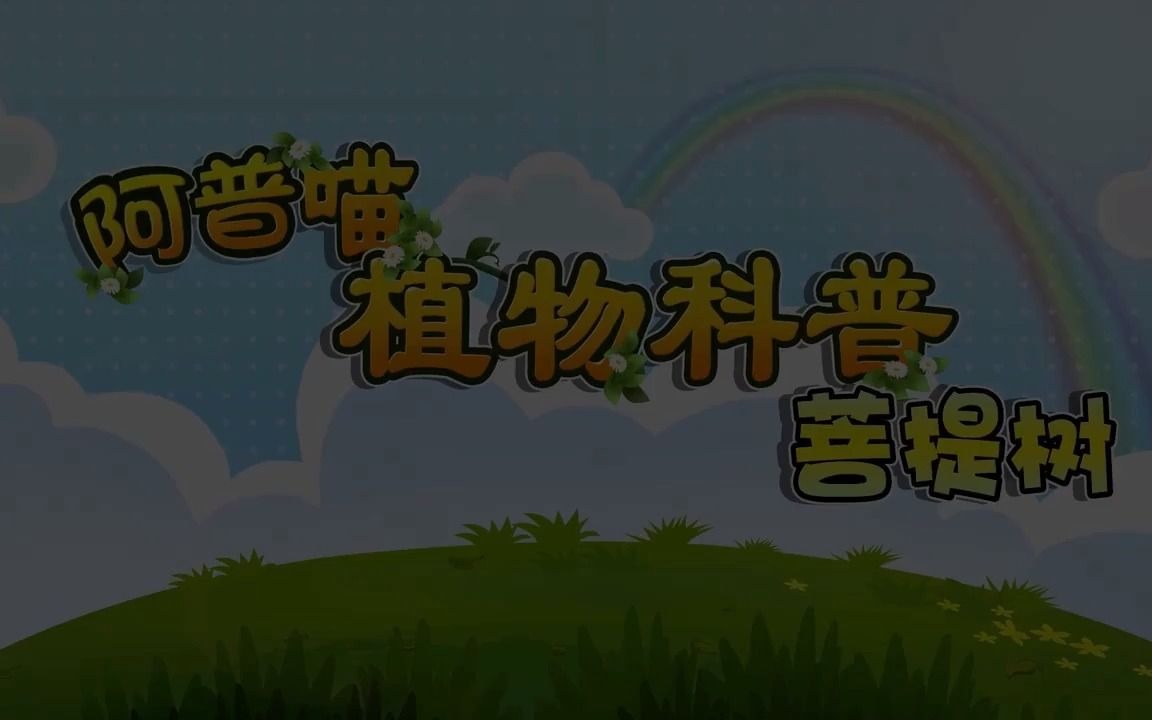 阿普喵植物科普之《菩提树》哔哩哔哩bilibili