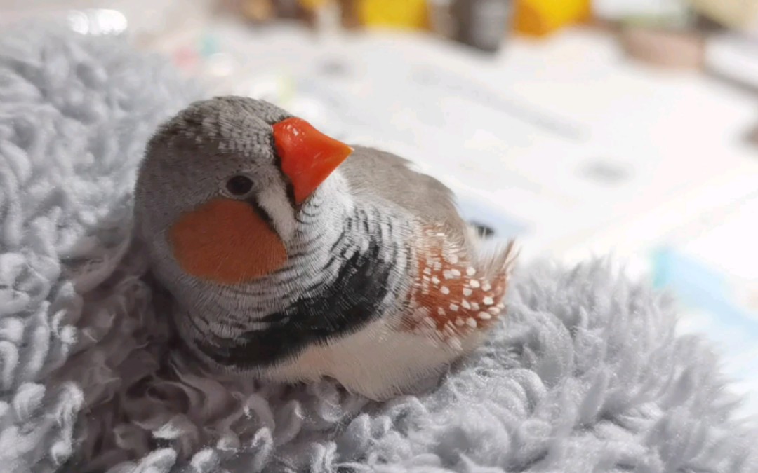 【珍珠鸟】啾啾在毛绒绒里犯困(横屏沉浸体验)_哔哩哔哩_bilibili