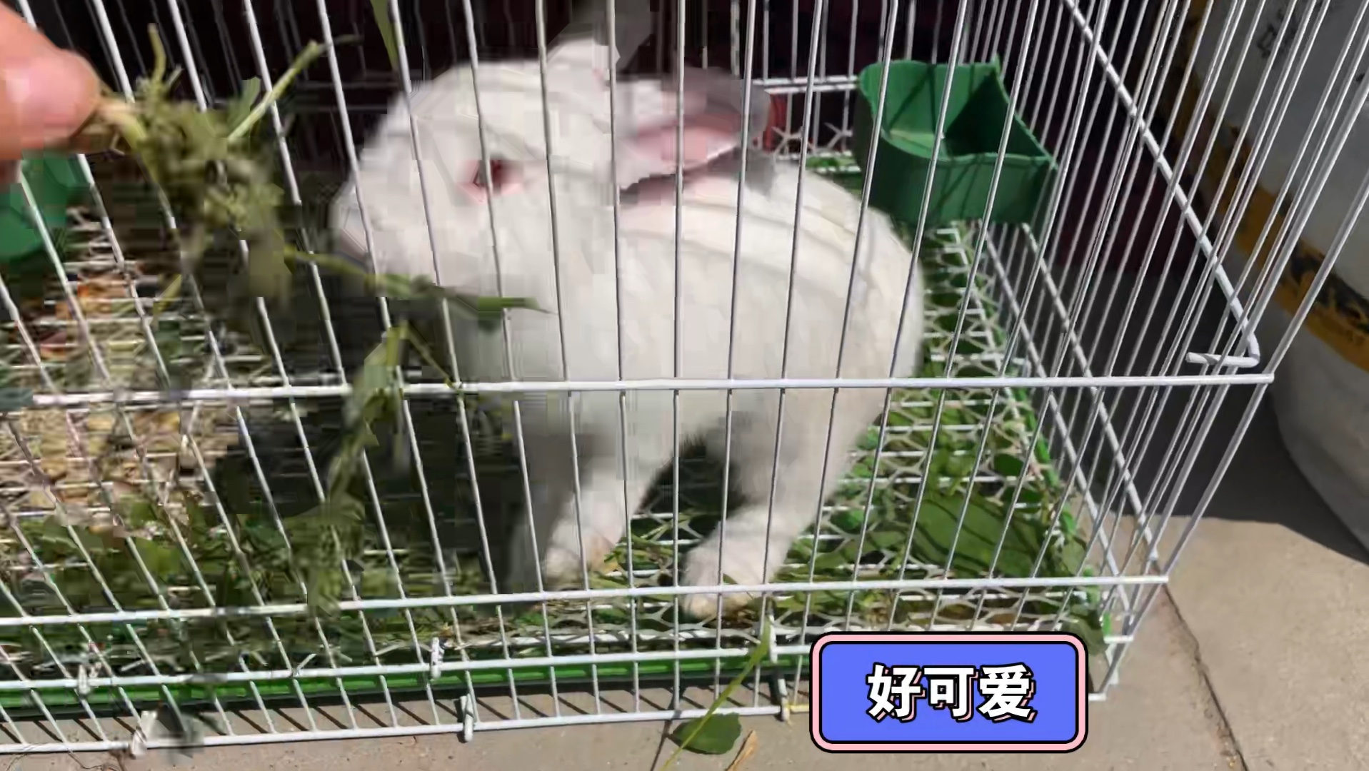 岁月静好,小兔嚼嚼