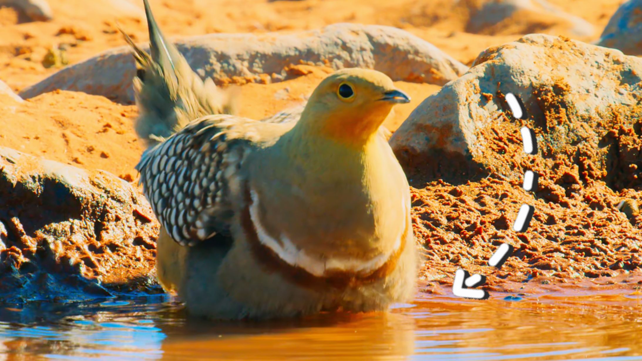 《 逆 天 改 命 》沙鸡爸爸为救孩子，每天飞行200公里取水