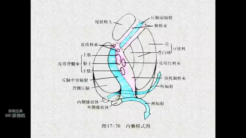 髓索和髓窦图片