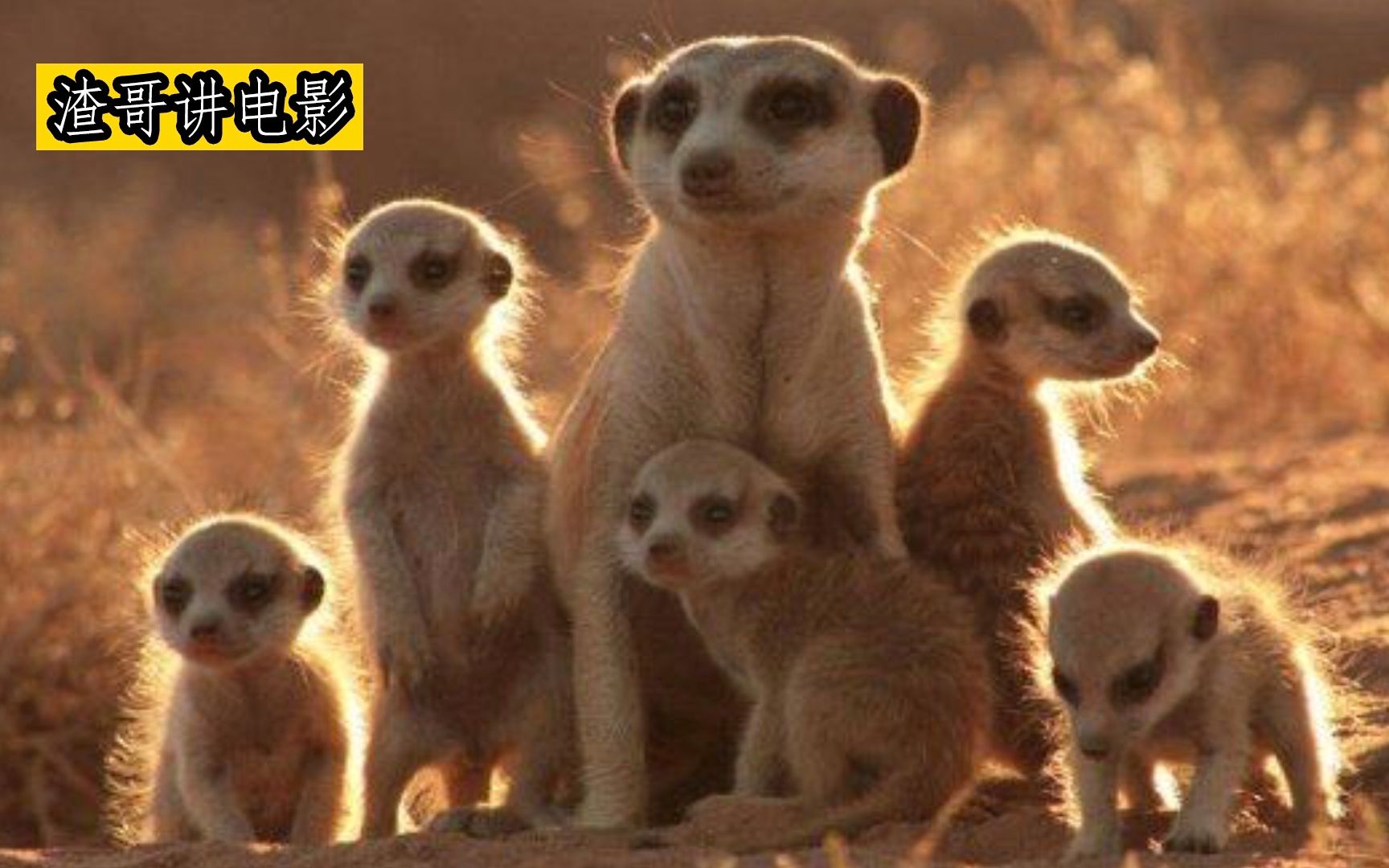 纪录片_哔哩哔哩_bilibili