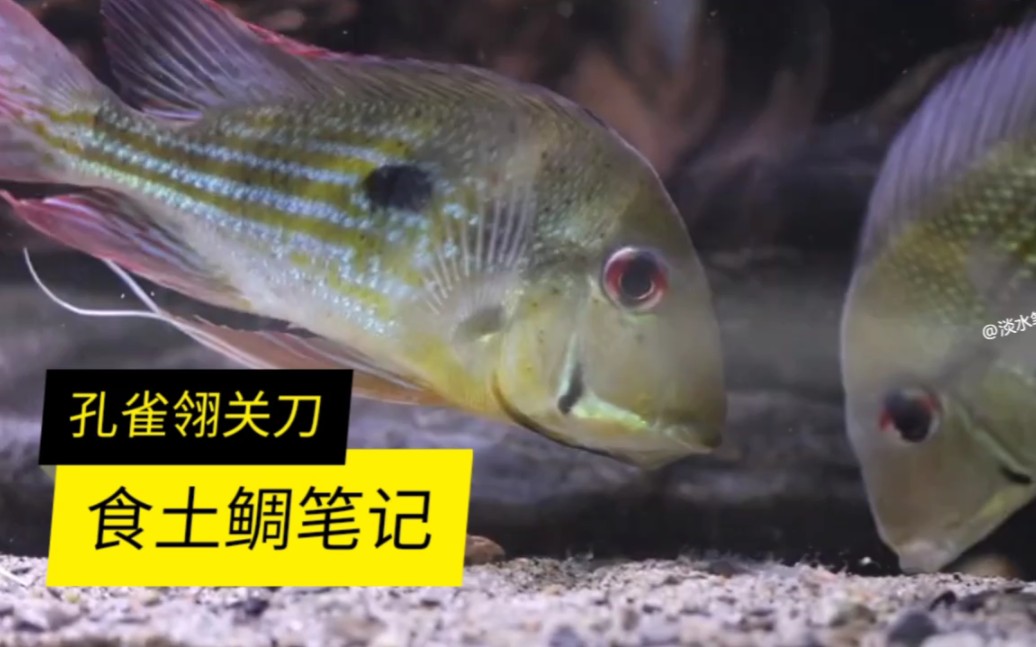 孔雀翎关刀食土圈中带娃小能手