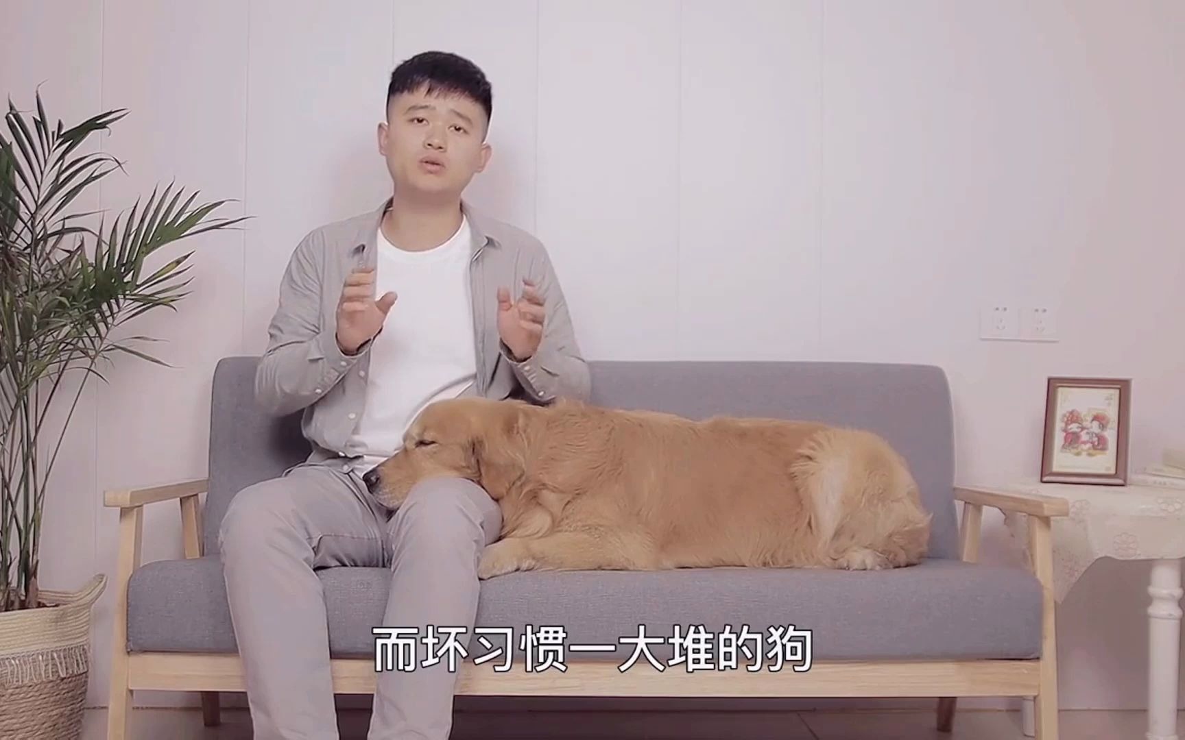 狗狗很不听话怎么办 金毛训练视频哔哩哔哩bilibili