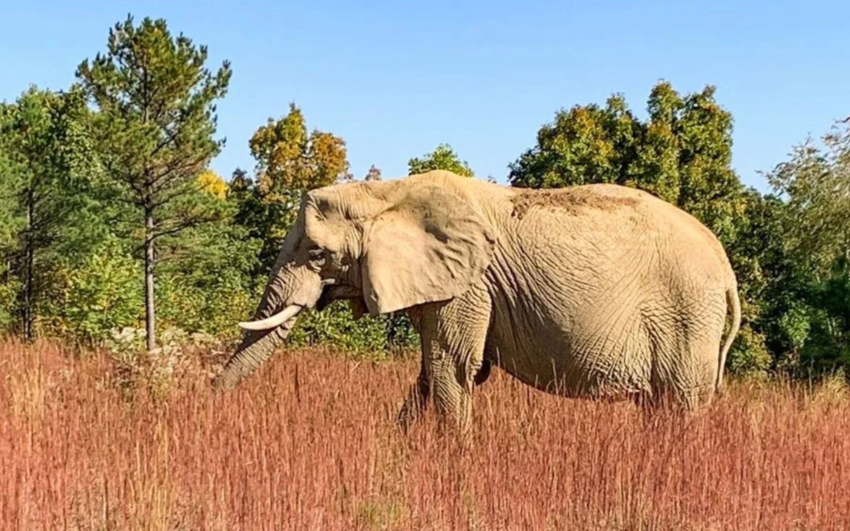 壁纸 大象 动物 1728_1080