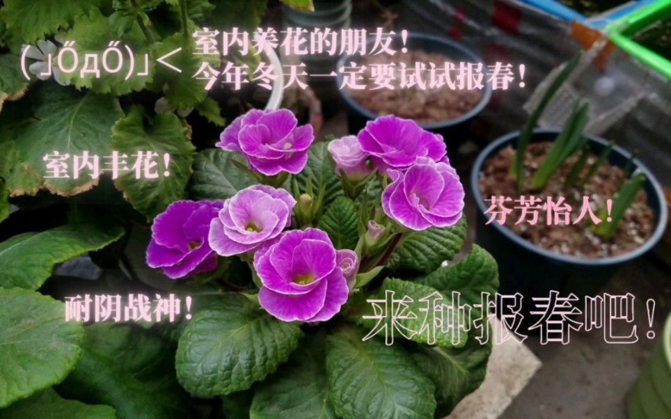 报春花丨颜色花型千变万化!低温地区的耐阴战神!无暖气冬季室内养花首选!哔哩哔哩bilibili