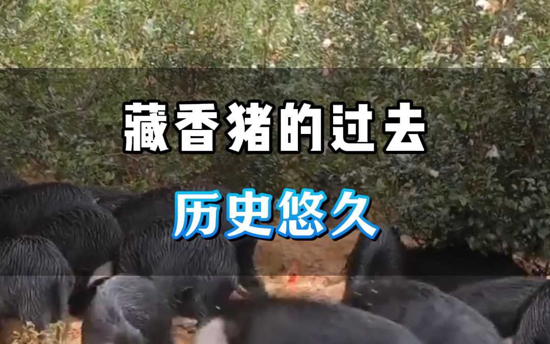 藏香猪的故事你知道吗哔哩哔哩bilibili