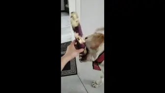 真是什么都敢干居然还偷菜 哔哩哔哩 Bilibili