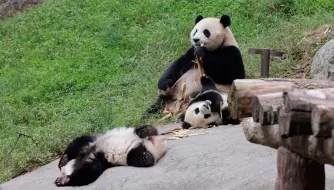 Tải video: 潘旺带崽，崽崽们学习吃笋，麻麻打扫餐厅，惬意下午茶【大熊猫潘旺】