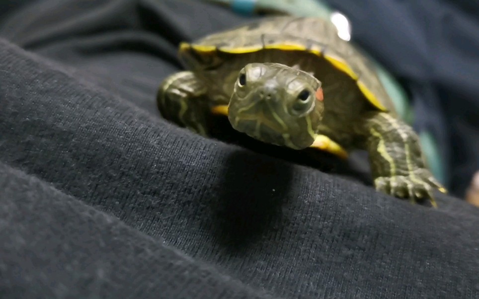 巴西龟第一次见这么粘人的粘人的乌龟精