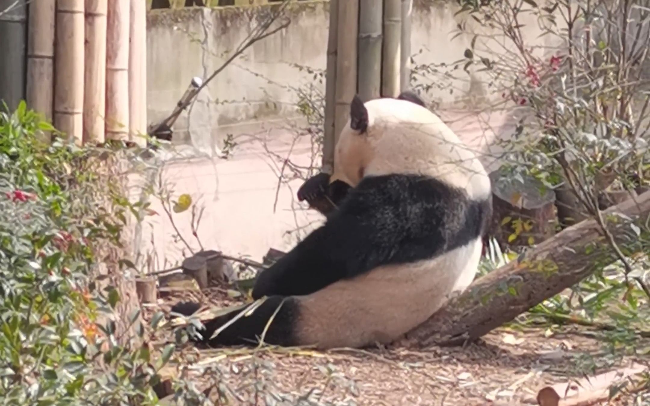 [图]kungfu fighting熊猫基地