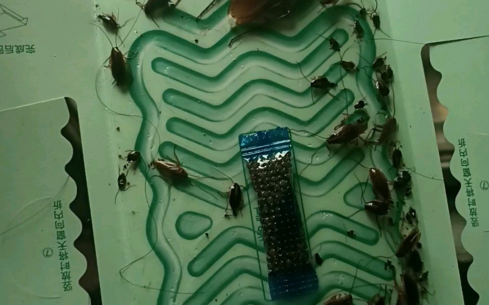 蟑螂变异图片