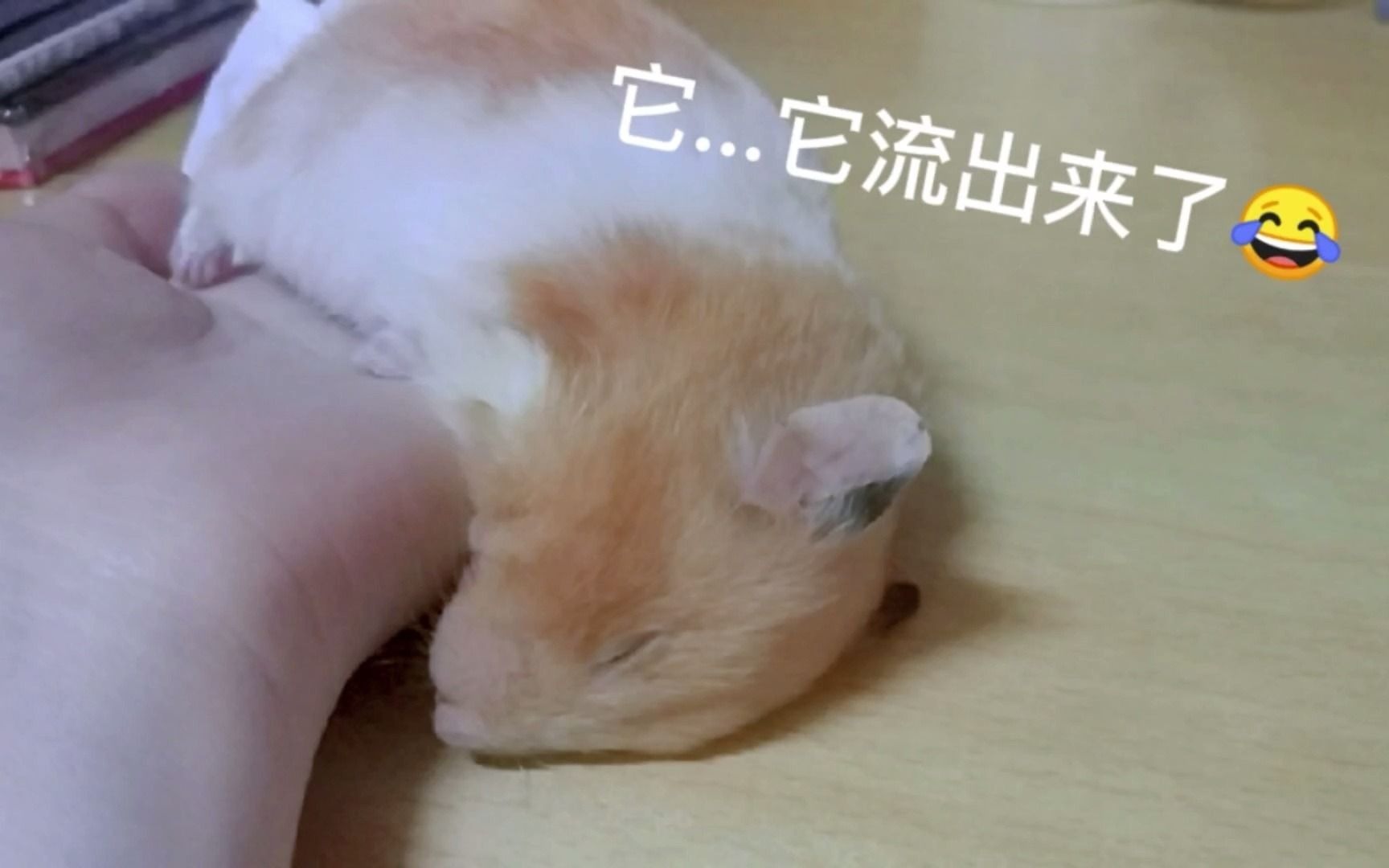 关于金丝猪猪熊睡觉那点事儿(没错这是上一期视频拍摄的翻车现场,发现也很好玩哈哈哈哈)哔哩哔哩bilibili