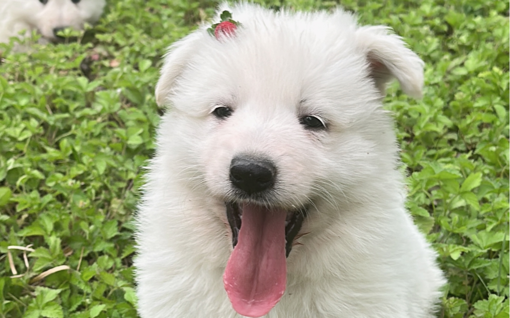 小肥猪 瑞士牧羊犬