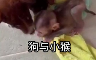 小狗狗们对新来小猴子很好奇,狗狗们舔小猴子来表达喜爱,结果小猴子误以为小狗狗要吃它,把小猴子吓坏了(素材来自东南亚)哔哩哔哩bilibili