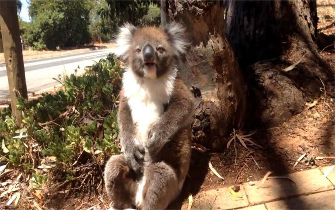考拉打架打输了,坐在地上哇哇大哭,让人心疼又好笑!