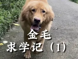 Tải video: 看看能不能成为灰灰那样的助训犬