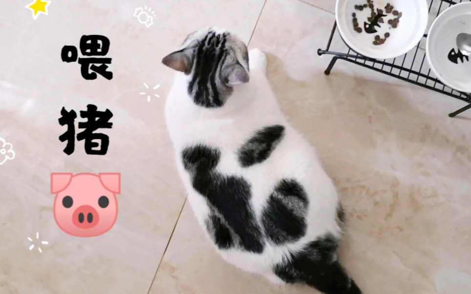 活动  【糖豆】一头矫情又挑食的黑白花猪