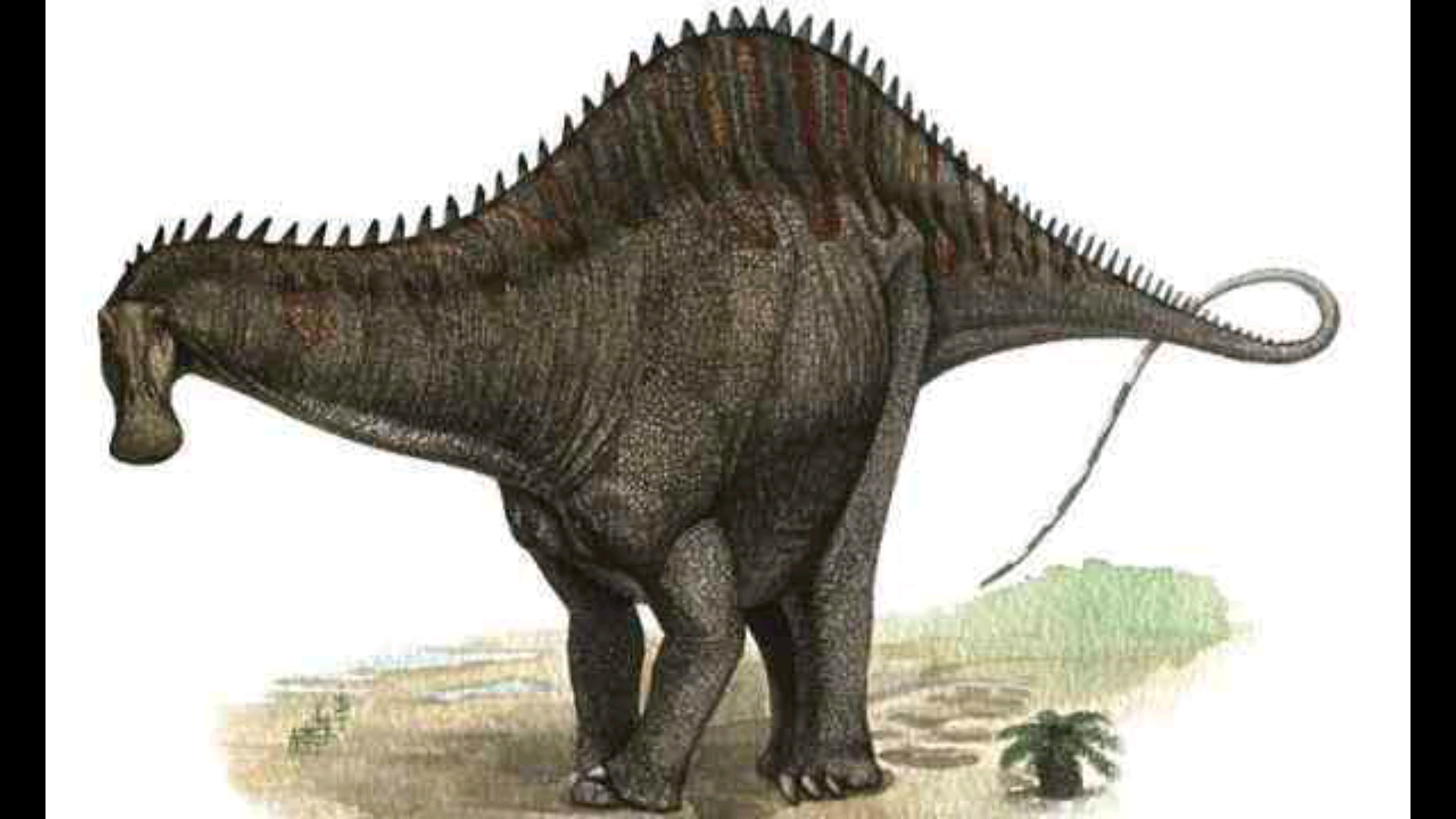 雷巴齐斯龙,又名雷巴琪龙是梁龙超科的恐龙,生活在晚白垩纪时期南美洲