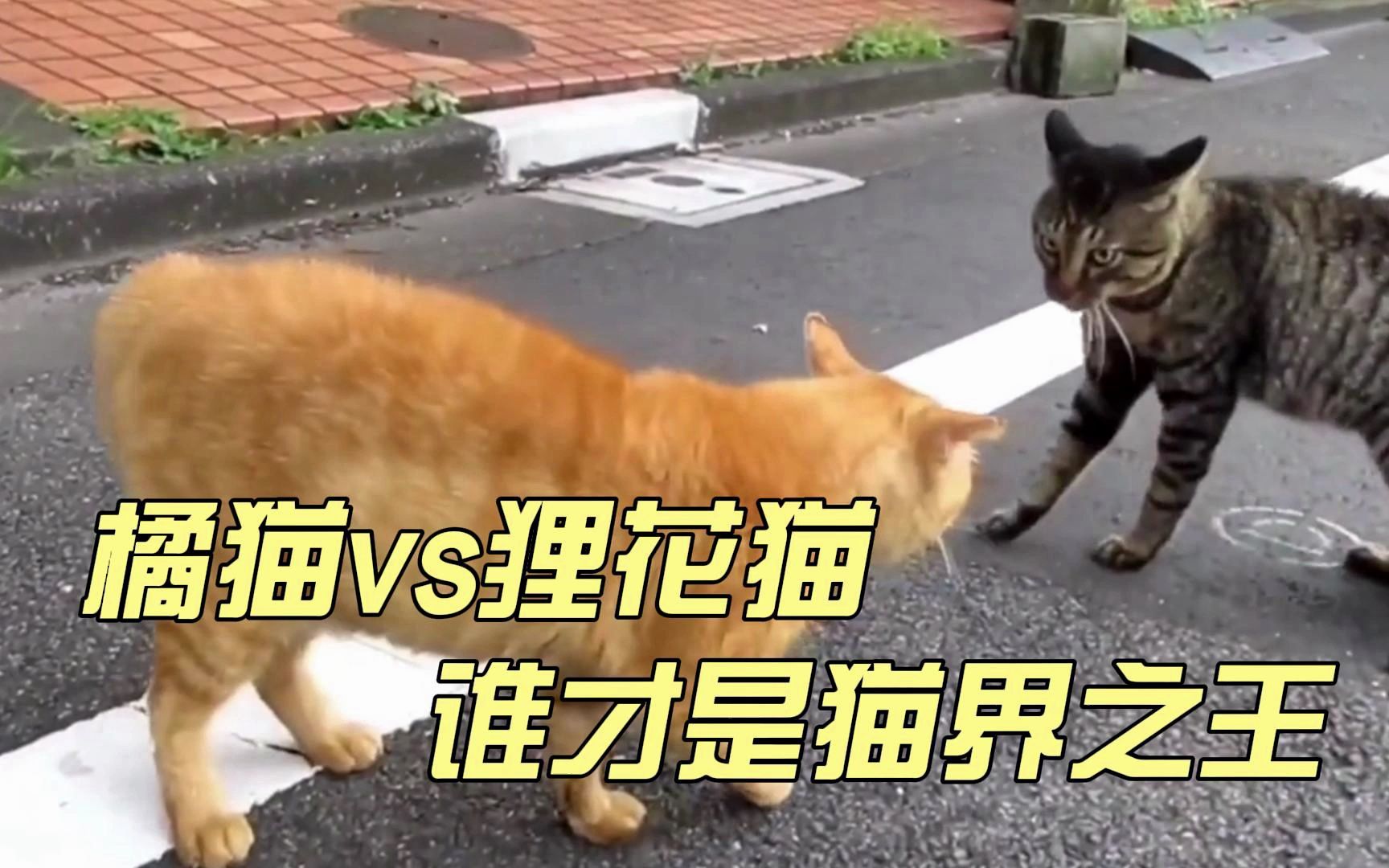 橘猫vs狸花猫的战斗力,到底哪个更胜一筹哔哩哔哩bilibili