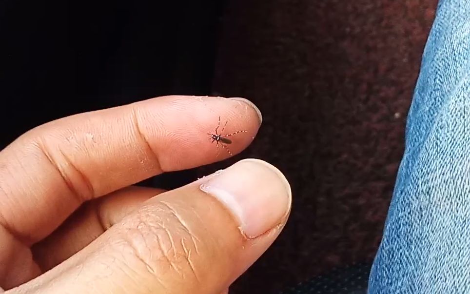 实拍:趁蚊子不留神,当场就把它捏爆了