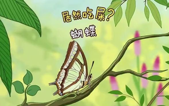 居然吃屎蝴蝶
