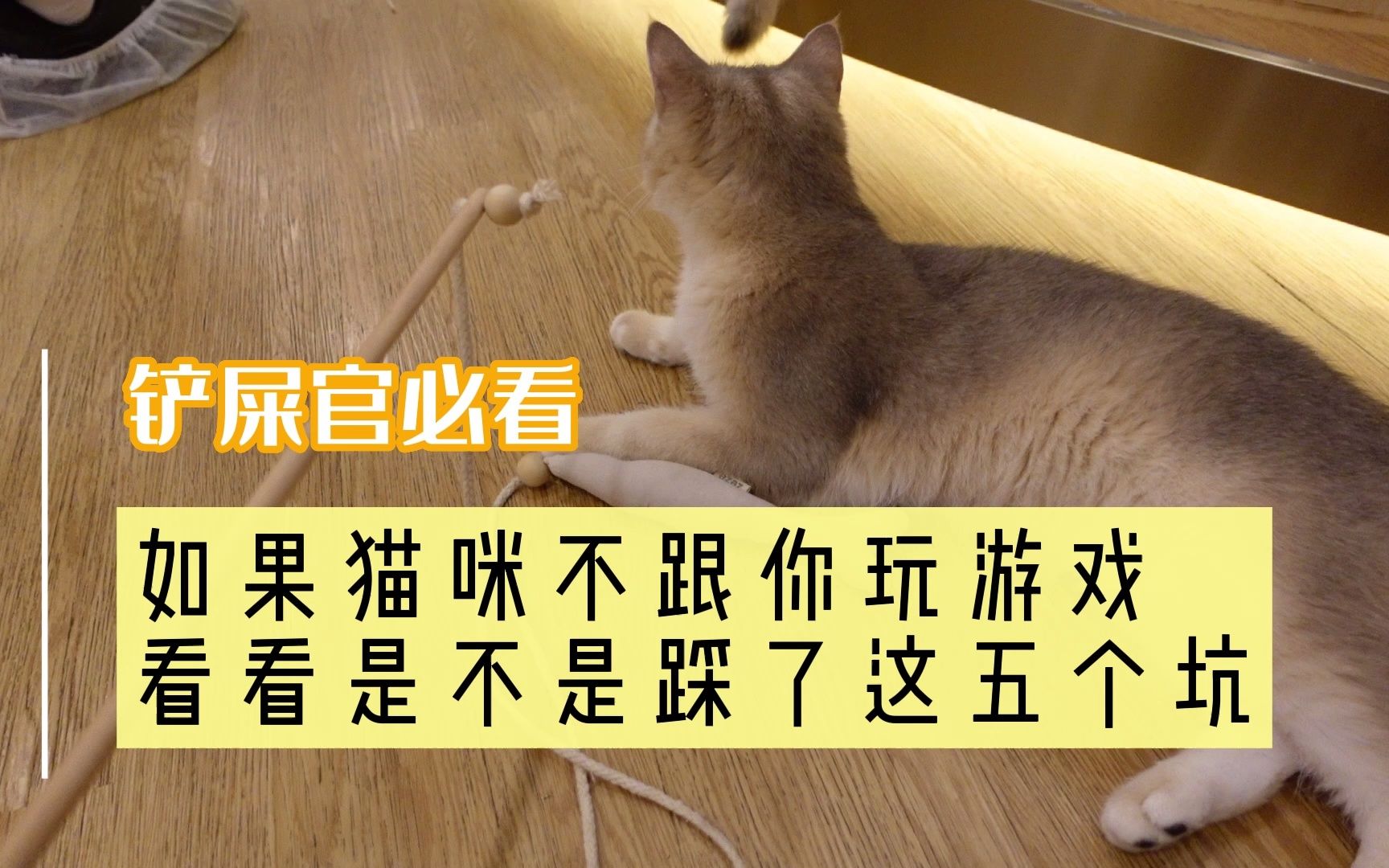 [图]想要有效逗猫咪，要避免踩这五个坑！