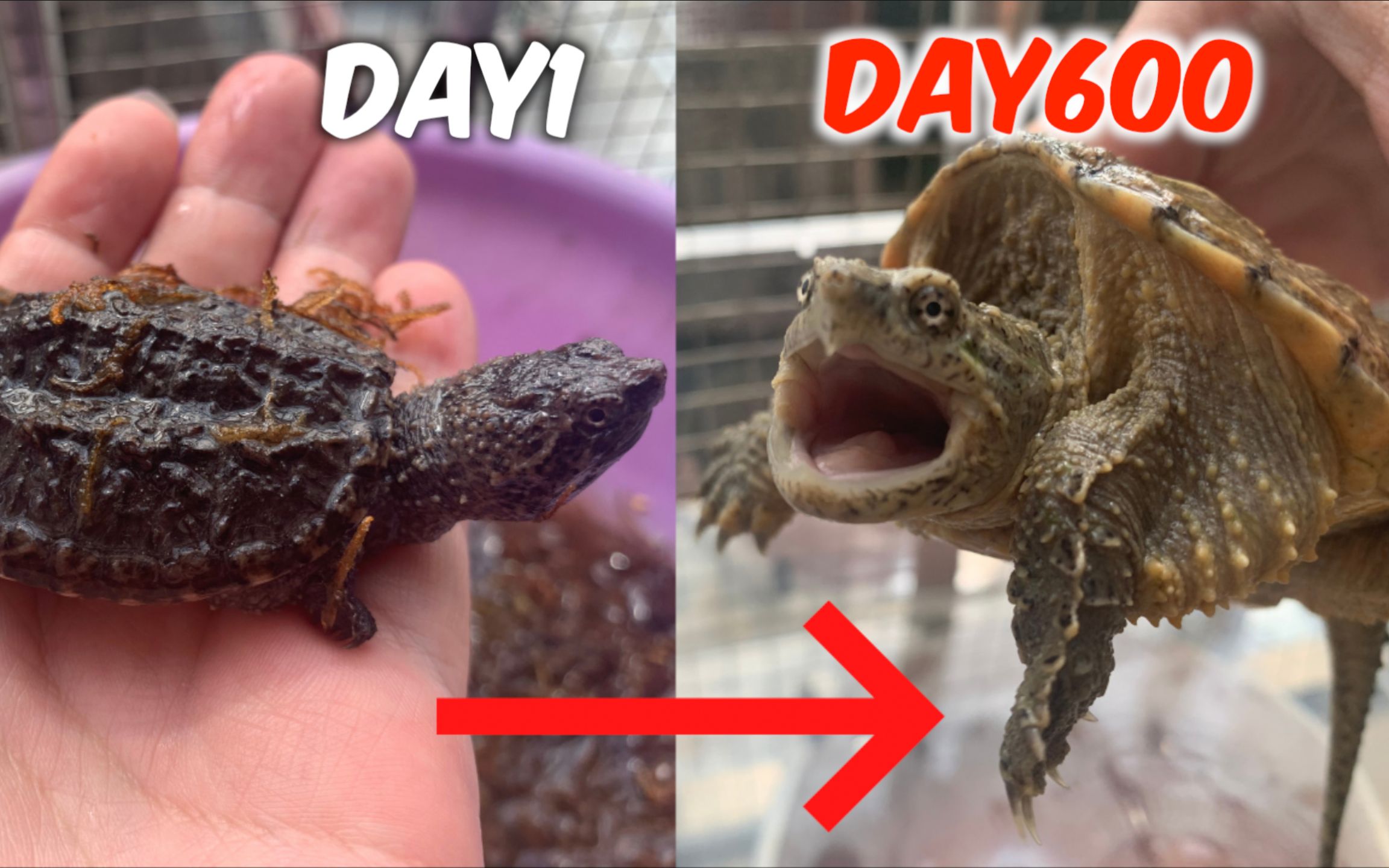 鳄龟的成长过程图图片