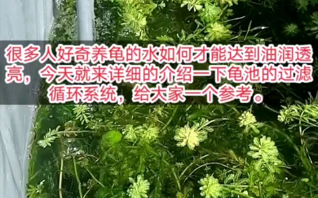 小张龟池的过滤循环系统详解.哔哩哔哩bilibili