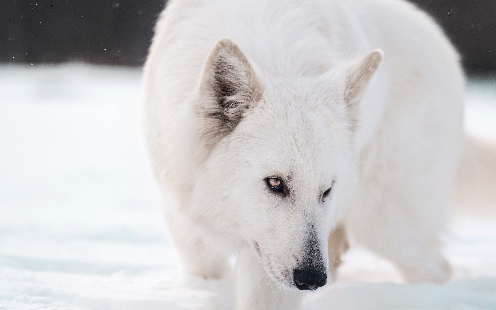 [图]【瑞士牧羊犬】雪中精灵！这难道不是白狐嘛？！